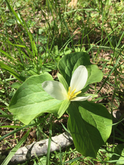 Trillium albidum