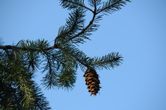 Pseudotsuga