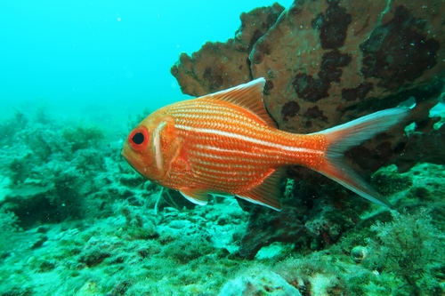 Bight red fish (Centroberyx gerrardi) — Berycidae — 5