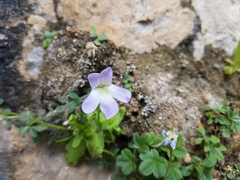 Pinguicula vallisneriifolia