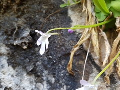 Pinguicula vallisneriifolia