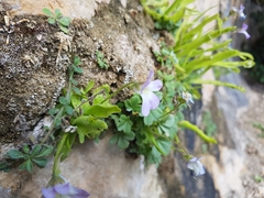 Pinguicula vallisneriifolia