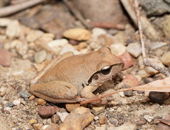 Ranoidea lesueuri