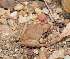 Ranoidea lesueuri