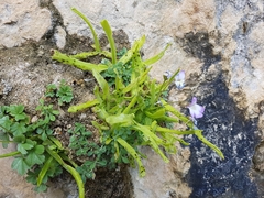 Pinguicula vallisneriifolia
