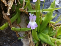 Pinguicula vallisneriifolia