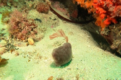 Claudea elegans