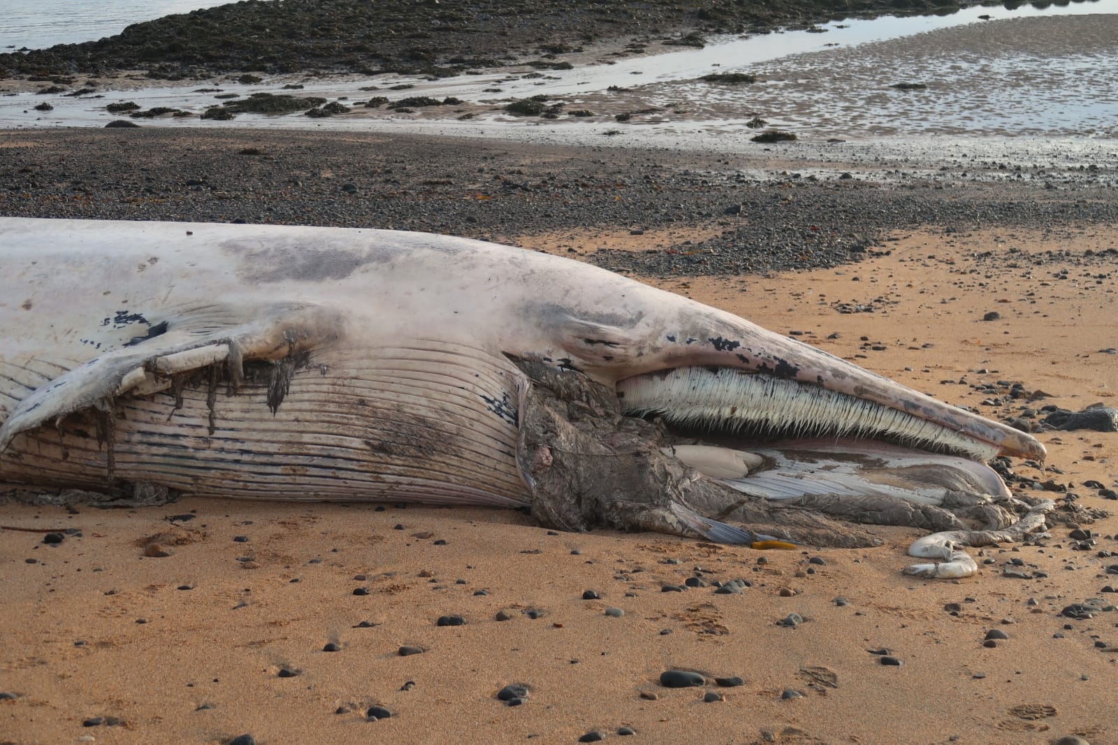 Balaenoptera acutorostrata<br>27 October, 2023