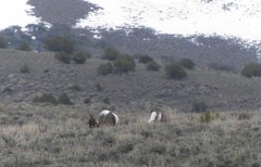 Centrocercus urophasianus