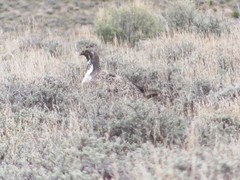 Centrocercus urophasianus