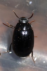 Platydema violacea