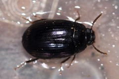 Platydema violacea