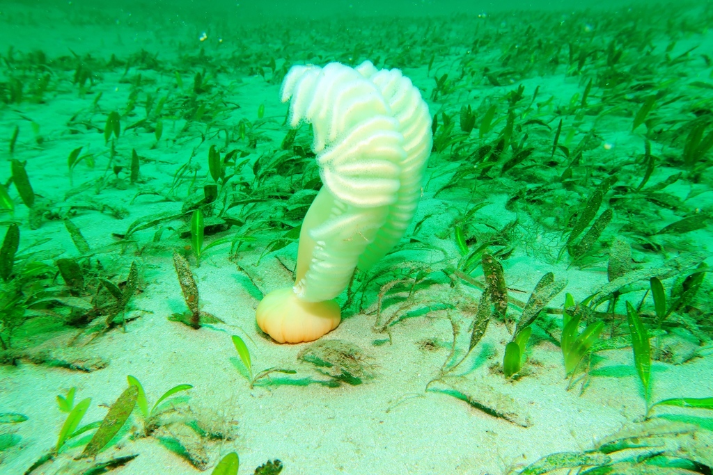 Sarcoptilus