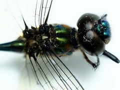 Hemicordulia eduardi