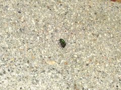 Anomala russiventris