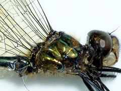 Hemicordulia eduardi