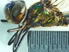 Hemicordulia eduardi