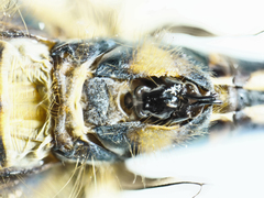 Hemicordulia eduardi