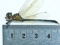 Hemicordulia eduardi