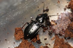 Pterostichus oblongopunctatus