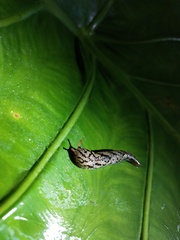 Meghimatium pictum