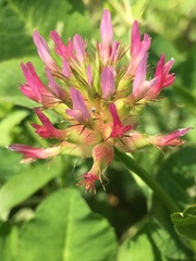 Trifolium spumosum