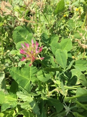 Trifolium spumosum