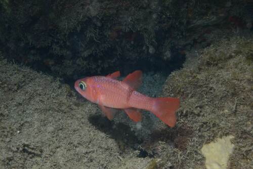 Pale cardinalfish (Apogon planifrons) — Apogonidae — 5