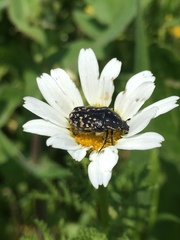 Oxythyrea noemi
