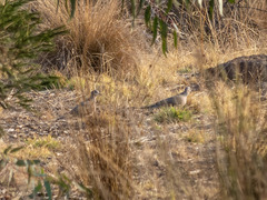 Streptopelia chinensis