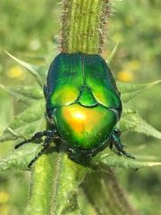 Protaetia cuprea ignicollis