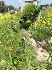 Protaetia cuprea ignicollis