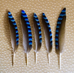 Garrulus glandarius graecus