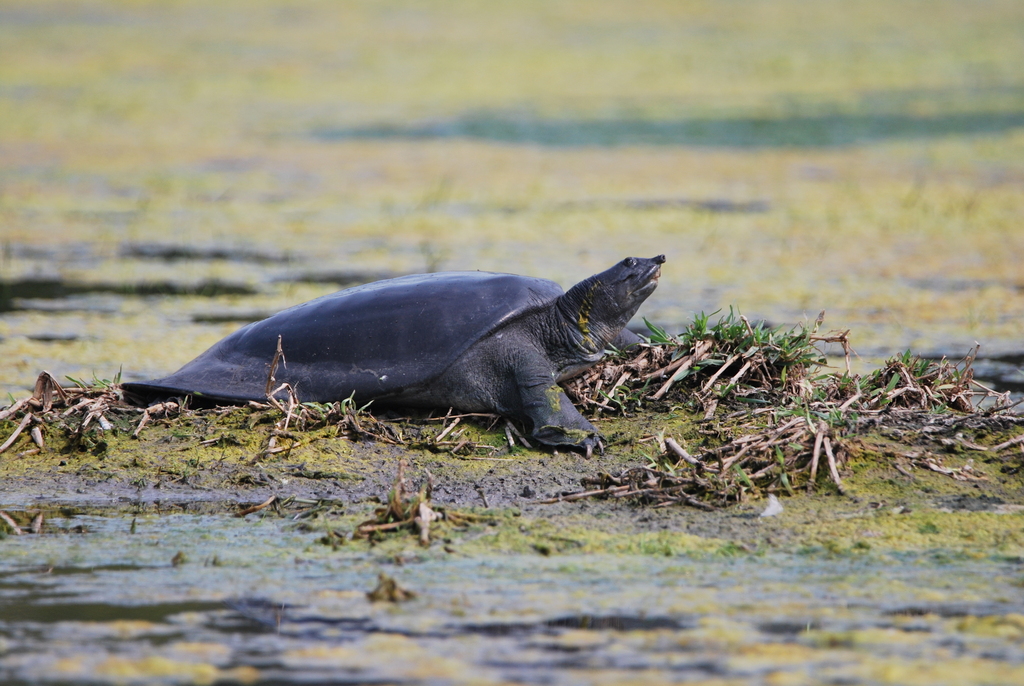 Ganges Softshell Turtle in February 2020 by Aditya Pradhan · iNaturalist