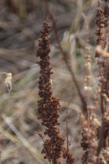 Rumex