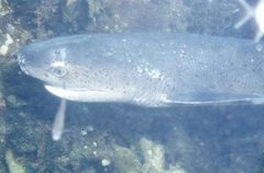 Notorynchus cepedianus