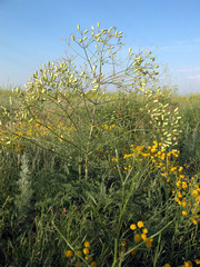 Prangos odontalgica