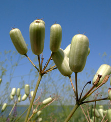 Prangos odontalgica