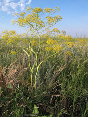 Ferula tatarica