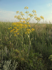 Ferula tatarica