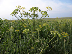 Pastinaca clausii
