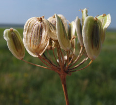 Pastinaca clausii