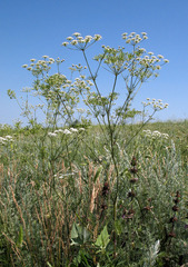Chaerophyllum prescottii