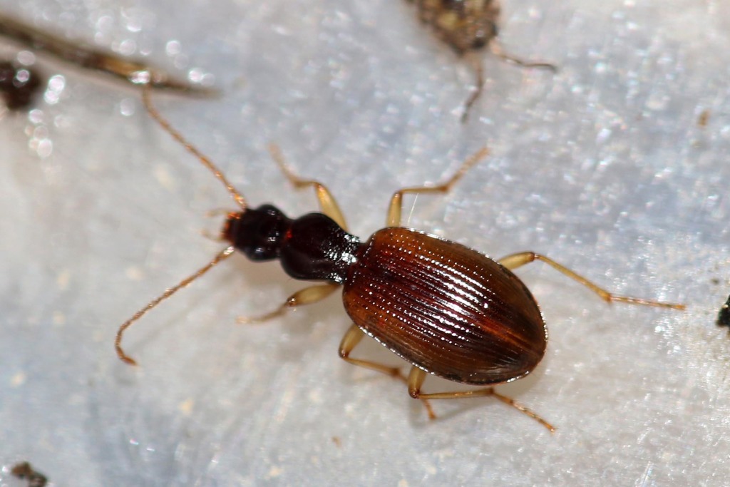 Oxypselaphus