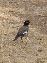 Acridotheres tristis