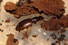 Oxypselaphus obscurus