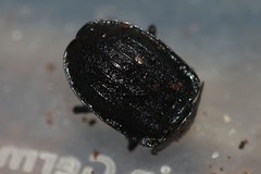 Phosphuga atrata