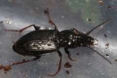 Pterostichus oblongopunctatus