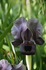 Iris haynei