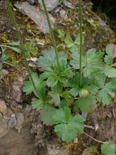 Small-flower Anemone